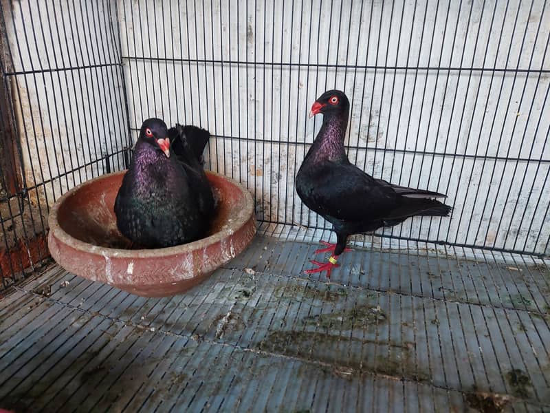 Supreme Quality Frillback breeding pair fancy  pigeons/ kabooter 7