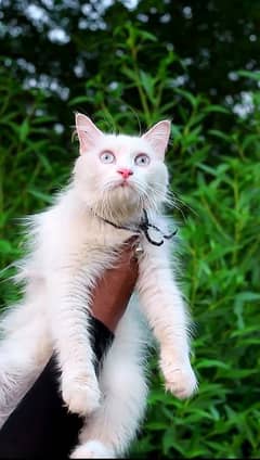 White cat - blue eyes - pershian cat - female cat for sale