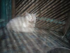 Persian cat highly breeded male in white color available