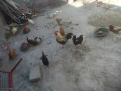 egg laying hens