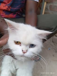 Odd eyes persian cat for urgent sale.