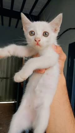 Persian kittens/Semi Punch Face kittens For Sale