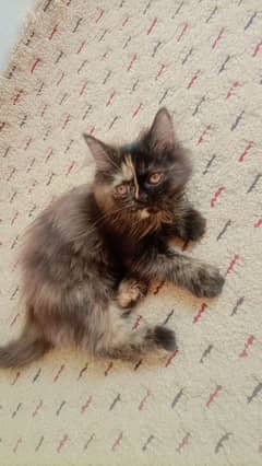 2 Persian kittens triple cot face and have a long tail
