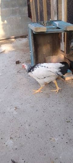 Sussex hen contact 03018129553