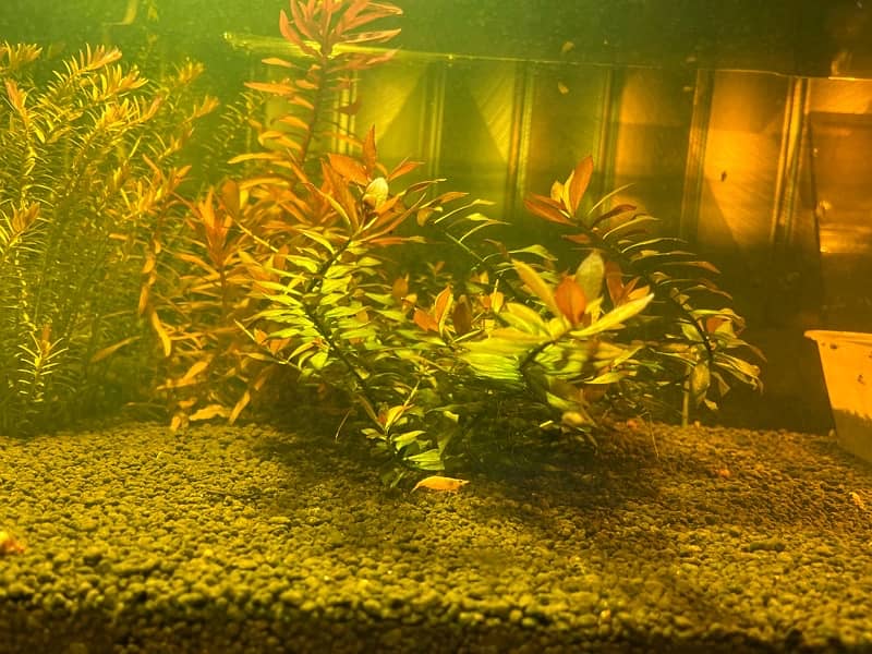 live plants, tank plants aquarium plants 0