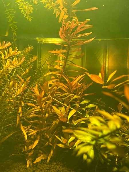 live plants, tank plants aquarium plants 1