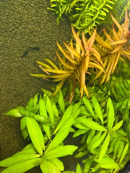 live plants, tank plants aquarium plants 2