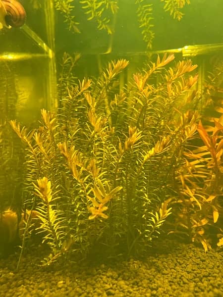 live plants, tank plants aquarium plants 3