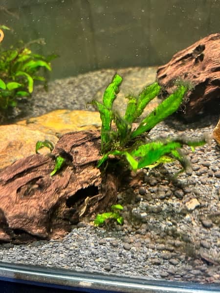 live plants, tank plants aquarium plants 6