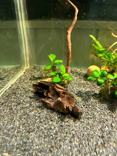 live plants, tank plants aquarium plants 8