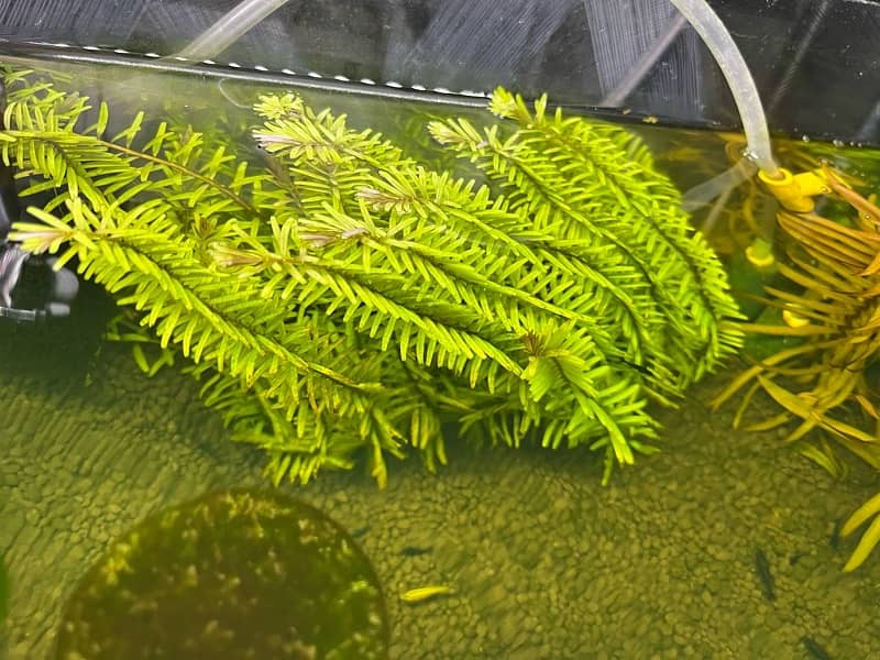 live plants, tank plants aquarium plants 9