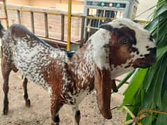Betal / Goat / Bakri / goat for sale