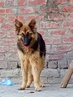 German shepherd/ GSD/ long coat dog/ German shepherd female for sale 0