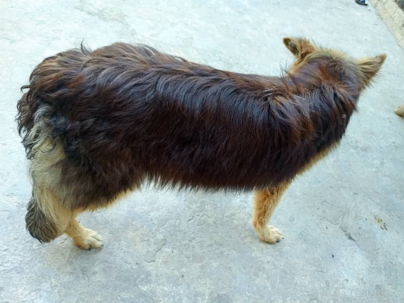 German shepherd/ GSD/ long coat dog/ German shepherd female for sale 2