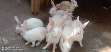 Rabbit for sale in Lahore