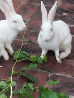 Rabbit Red Eyes (Pair) full Active and Healthy