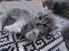4 Grey Persian kittens for sale