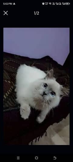 Persian male adult cat triple coated