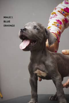 Show Class American Bully Puppies