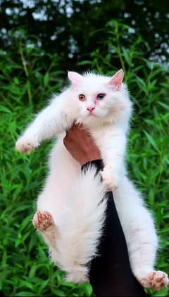 White cat - pershian cat - female cat for sale - odd eyes