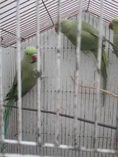 breeder pair with cage