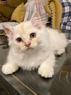 Persian triple coat kitten