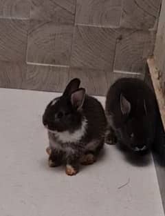 holland dwarf rabbit for sale