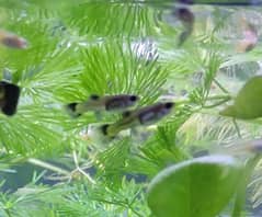 Black Moscow Guppy Females