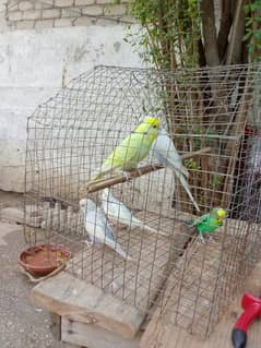 Australian breeder parrots