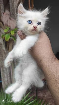 Persian odd eyes male kitten