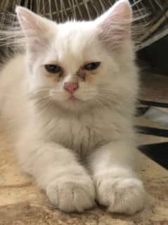 persian male cat(price can be negotiable)