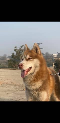 siberian husky 12 months Age Vaccinated Active dog (just call me)