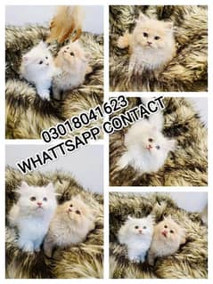 Persian cats &  kittens for sale