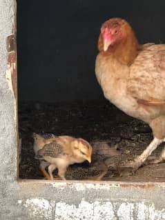 aseel hens and chicks