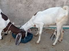 2 Desi female goats for sale