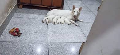 white garman shepherd long cot. puppy urgent for sale