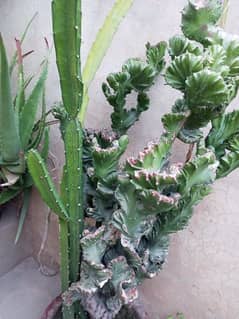 Euphorbia ingens