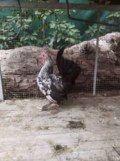 fancy hen and cock FOR URGENT SALE