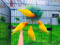 3 baby with parent for sale love bird