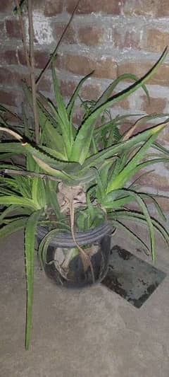 aloevera plant for sale