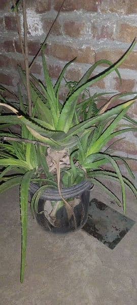 aloevera plant for sale 0