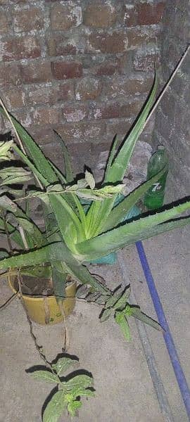 aloevera plant for sale 1