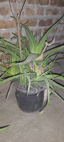 aloevera plant for sale 2