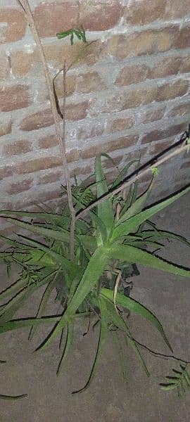 aloevera plant for sale 3