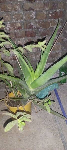 aloevera plant for sale 4