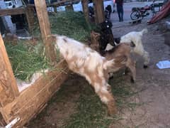 Baby goats for sale