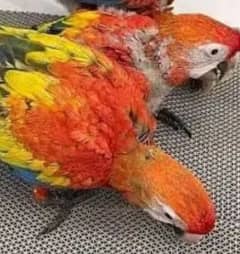red macaw parrot cheeks for sale 0336=044=60=68