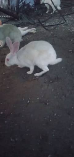 Rabbits ha male female dono hn