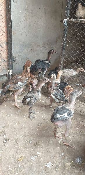 black tail +aseel chicks 3 month age and 2 month age pair 8