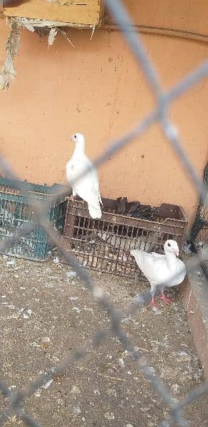 black tail +aseel chicks 3 month age and 2 month age pair 11